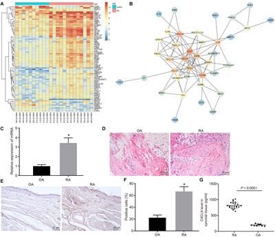 Exosomal MicroRNA-320a Derived From Mesenchymal Stem Cells Regulates Rheumatoid Arthritis Fibroblast-Like Synoviocyte Activation by Suppressing CXCL9 Expression